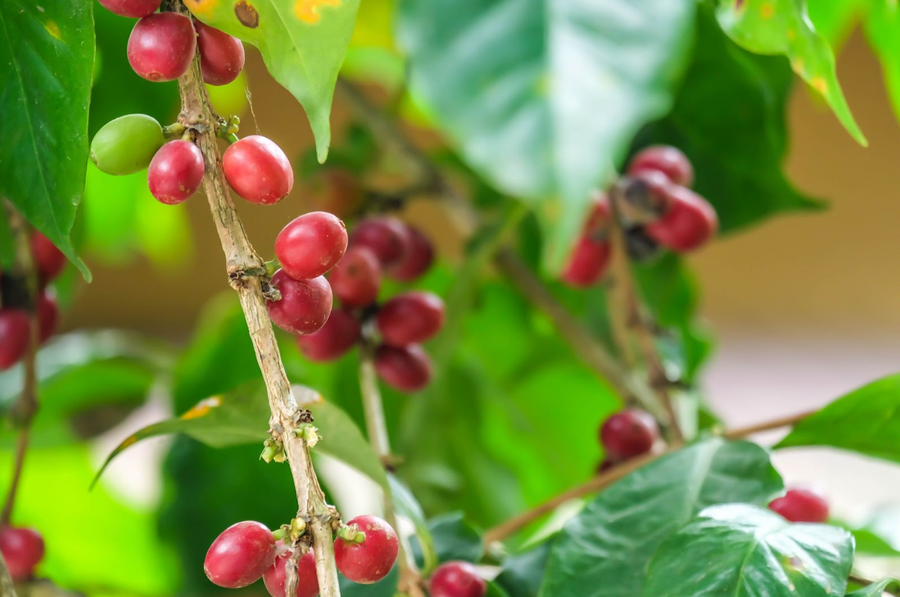 Coffee Fruit Extract 