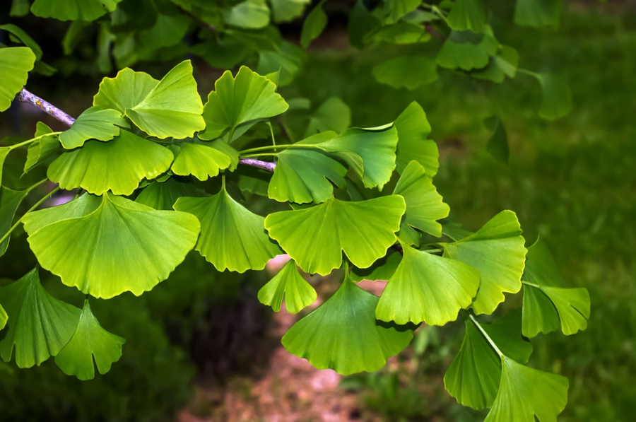 Ginkgo Biloba  