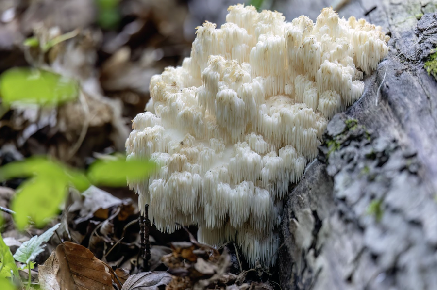 Lion’s Mane  