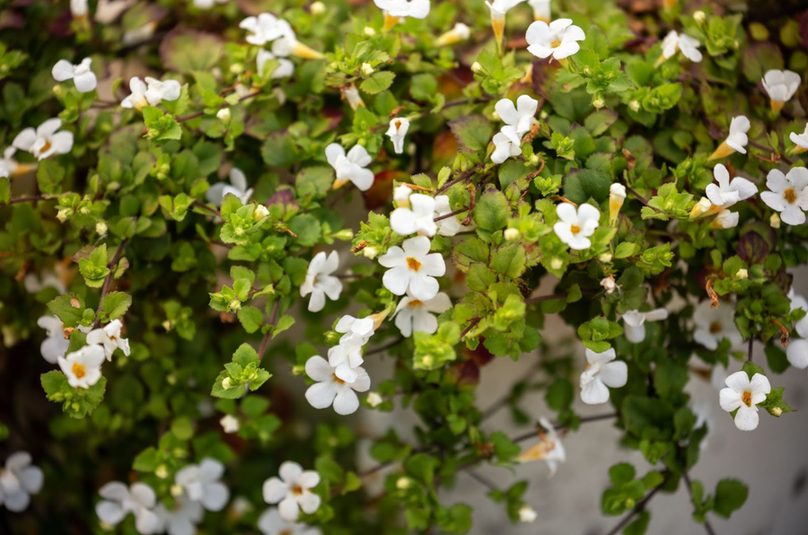 Bacopa  